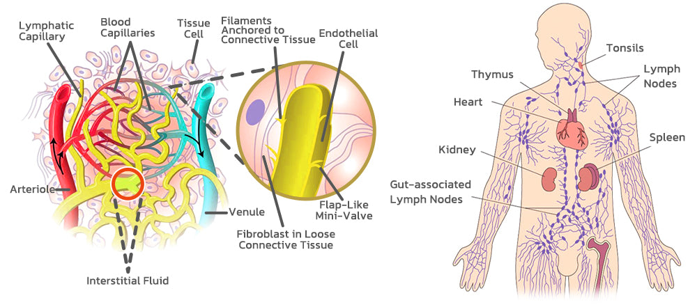 Lymph node and disrupted lymph flow diagram